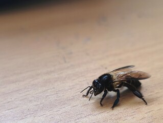 honey bee perched on the work table