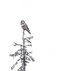 bird owl on a tree