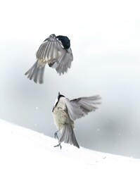 bird in flight