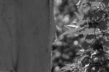 A grayscale study in contrasts: the textured lines of a wooden surface meet the organic shapes of...