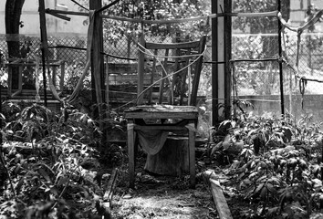 Peeking into a vintage greenhouse where nature reclaims its space, a lone chair sits amidst lush...