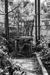 A glimpse inside a weathered, overgrown greenhouse reveals a solitary wooden chair amidst thriving...