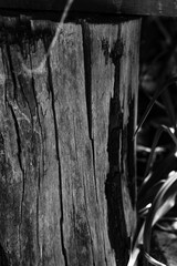 A weathered wooden post or tree stump reveals its intricate cracks and deep textures, highlighted...