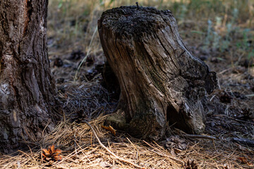 A weathered tree stump with visible rings and textures sits among fallen pine needles and pine cones at the base of a larger tree trunk in a forest setting under dappled sunlight.