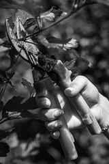 A hand holding rusty pruning shears against a backdrop of dark foliage, rendered in classic black...