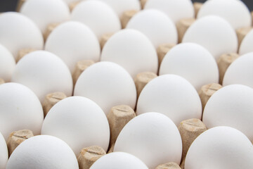 white chicken eggs in the cardboard egg tray with rooms for thirty eggs isolated on white background