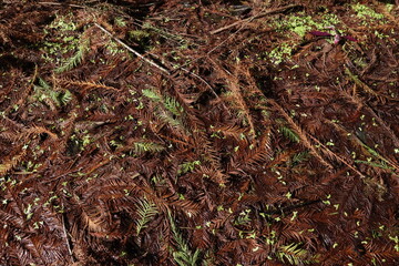 close up of moss on the ground