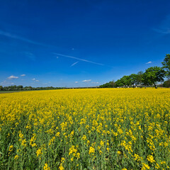 A Beautiful and Vibrant Yellow Field Brightly Illuminated Under a Clear Blue Sky on a Lovely Day