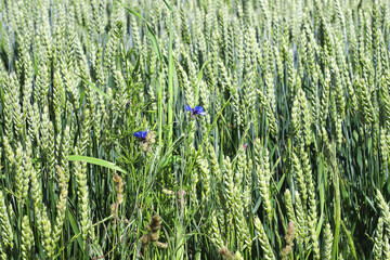 Green, not yet ripe wheat, rye field. Image of a green ear of wheat. Red poppies, cornflowers and other pest flowers between wheat ears. Selective focus, blur. Concept of a good harvest.