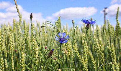 Green, not yet ripe wheat, rye field. Image of a green ear of wheat. Red poppies, cornflowers and...
