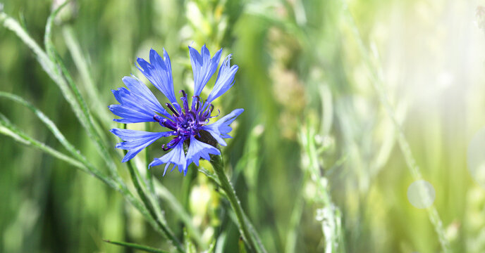 Green, not yet ripe wheat, rye field. Image of a green ear of wheat. Red poppies, cornflowers and other pest flowers between wheat ears. Selective focus, blur. Concept of a good harvest.