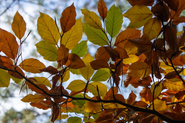 Beech Fagus tree leaves on the branch during autumnal day in sunlight, bright fall colors