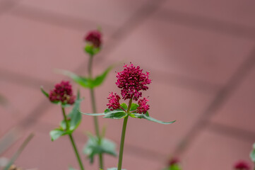 Centranthus ruber red spur valerian flowering plant, bright red pink flowers in bloom, green stem...