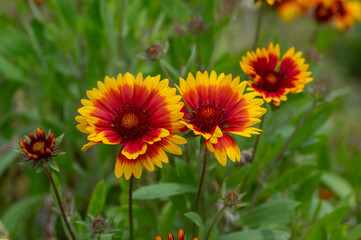 Gaillardia aristata red yellow flower in bloom, common blanketflower flowering plant