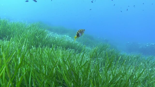 Painted comber fish in a Posidonia field - Mediterranean Sea life