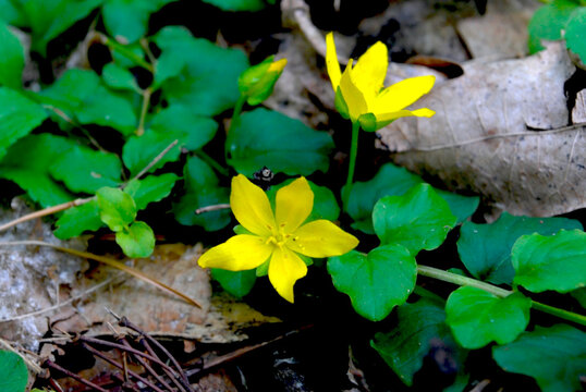 Lysimachia nummularia plant with leaves and yellow flower spreading along the ground in a summer forest
