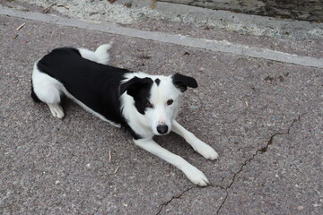 Cão