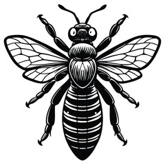 Black and White Honey Bee - Detailed Insect Illustration