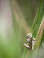 green frog on a leaf