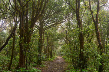 Obraz premium Laurisilva trail in Anaga forest