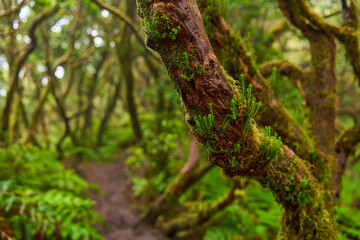 Epiphytes on barkless trunk in laurisilva