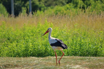 A stork walks fracefully across an open field, its long legs and elegant posture standing out against the rural landscape.