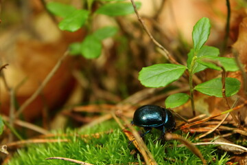 A dark beetle crawls through the forest floor