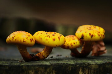 Small mushrooms sprout from the side af an old tree stump, their fragile caps contrasting with the...