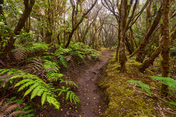 Twisted canopy over muddy trail