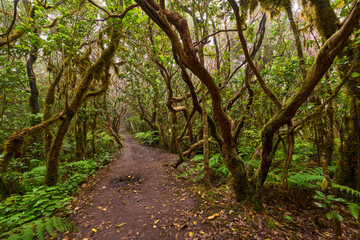 Twisted canopy over muddy trail