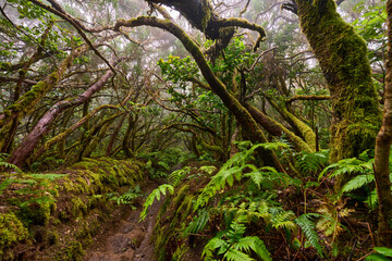 Twisted canopy over muddy trail