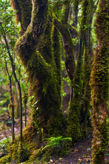 Fototapeta premium Mossy branches in laurisilva canopy