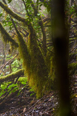 Mossy branches in laurisilva canopy