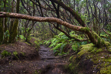 Fototapeta premium Guanche stone steps in Anaga forest