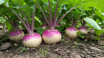 Close-Up of Fresh Turnips Growing in Garden Soil