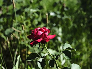 valentine rose and green background