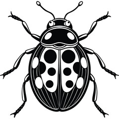 Black and White Ladybug - Detailed Insect Illustration