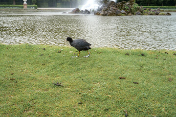 Black bird walks on green grass near a fountain at a park in the afternoon