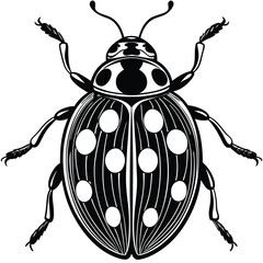 Black and White Ladybug - Detailed Insect Illustration