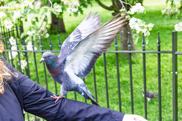 A rock dove (Columba livia), also sometimes known as "rock pigeon" or "common pigeon" is perching on a woman's arm. It is a member of the bird family Columbidae