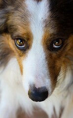 
Portrait of a dog looking straight at the camera