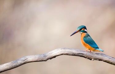 kingfisher on branch