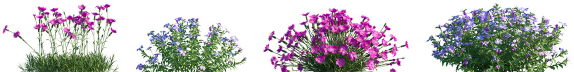 Set of Dianthus gratianopolitanus and Vinca minor flowering frontal isolated png on a transparent background perfectly cutout