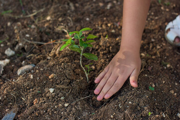 Young girl planting a healthy green seedling in rich soil outdoors, engaging in gardening activity with care and focus, surrounded by natural sunlight and greenery