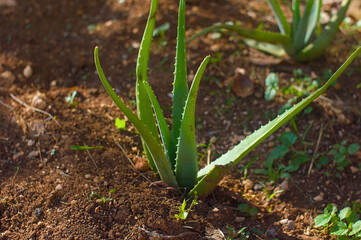 Organic Aloe Vera Growing Naturally in the Backyard