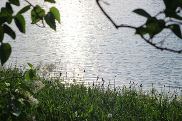 This is sunset. Rays of sun on the lake in the forest