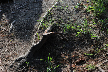 The root of a tree is visible on the ground in the forest