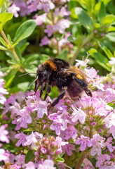 Bumblebee on pink thyme flowers, capturing nature's pollination process