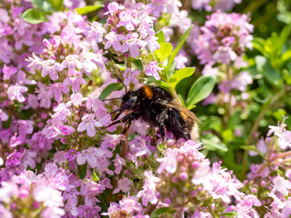 Bumblebee on pink thyme flowers, capturing nature's pollination process