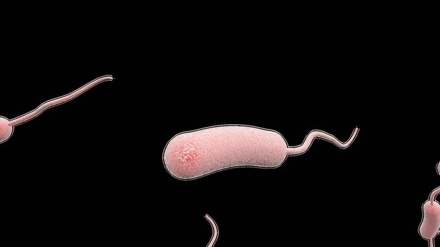 Legionella Bacteria in Water - Microscopic View